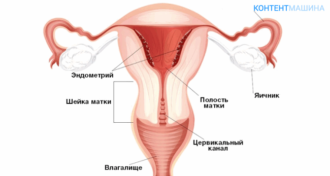 Гистероскопия матки - область операции